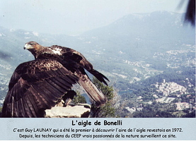 L'aigle de Bonelli