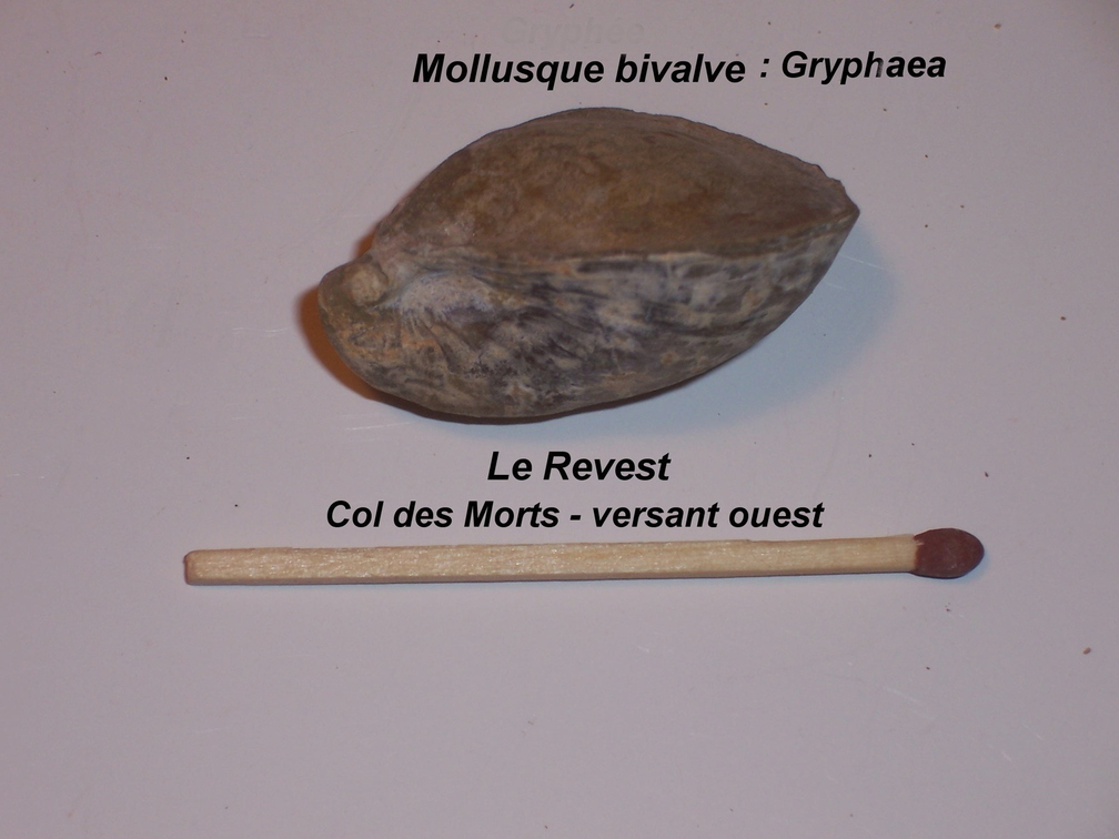 gryphaea-Revest-col-des-Morts.jpg