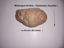 Ostreacea Gryphae Revest Mont-Combe