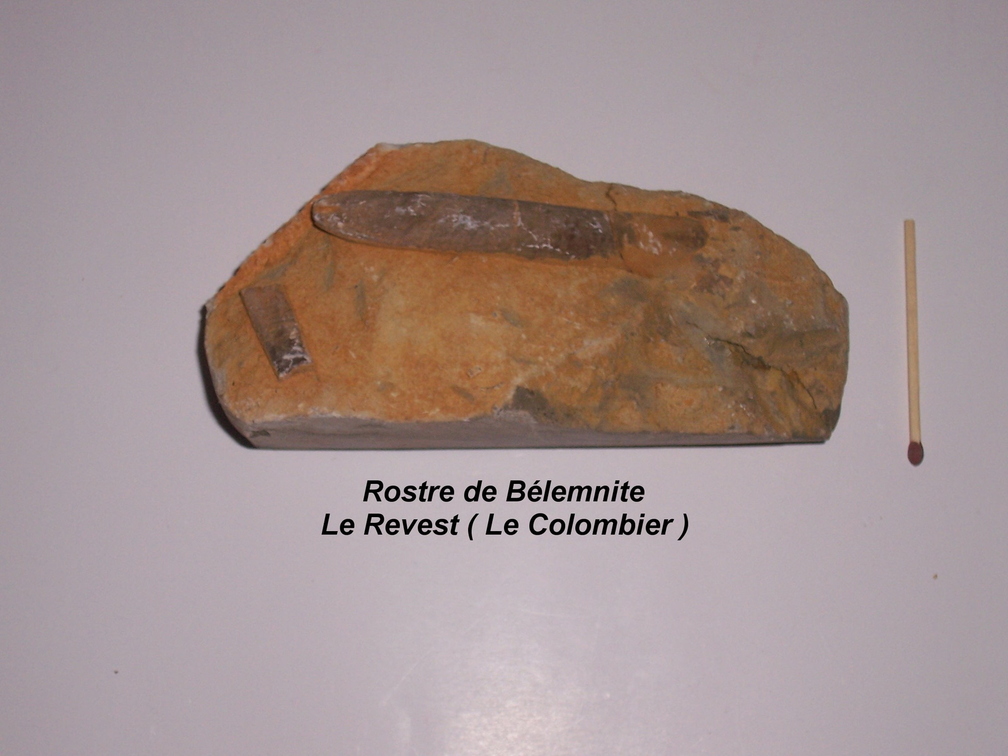 rostre-Belemnite-Revest-Colombier.jpg