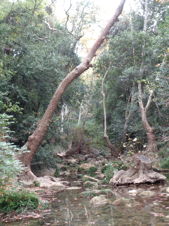arbre-riviere.jpg