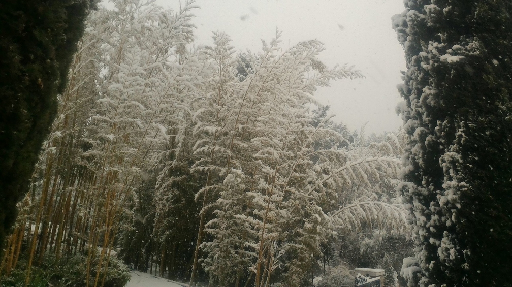 bambous-neige.jpg