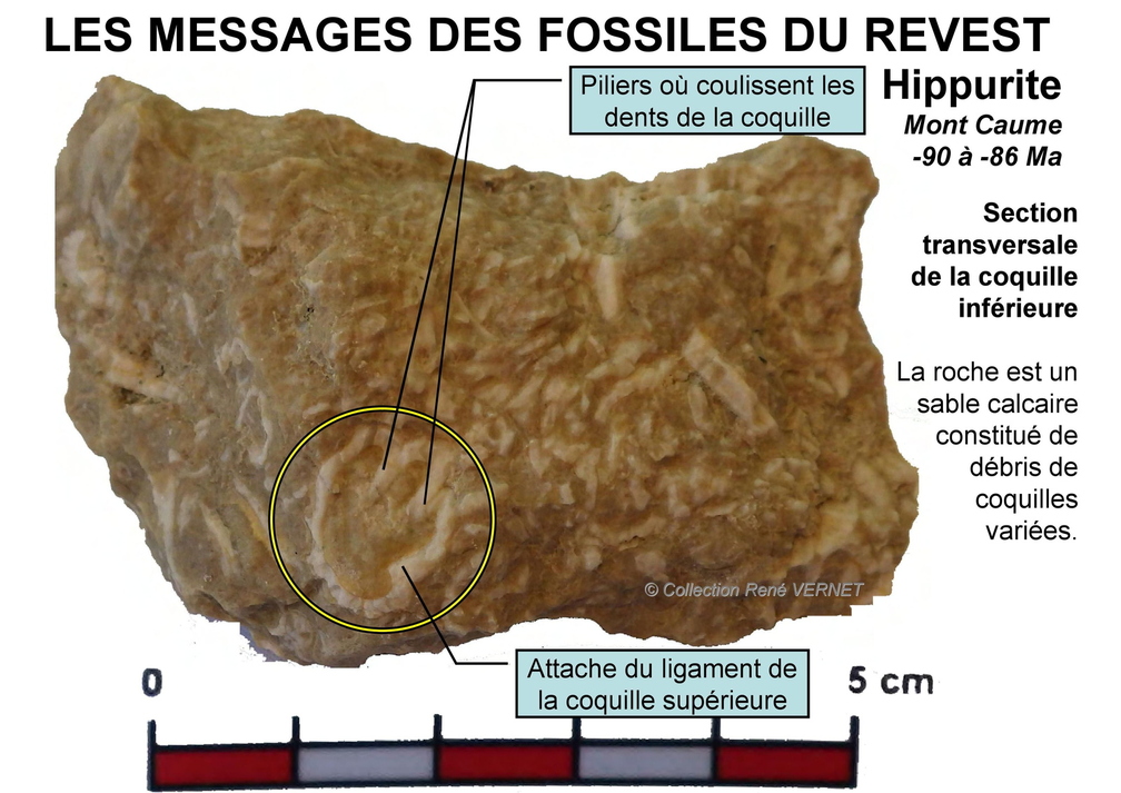 fossiles-pierre-laville-9.jpg