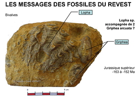 fossiles-pierre-laville-12