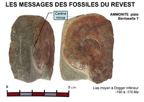 fossiles-pierre-laville-15