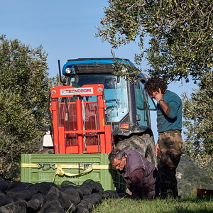 Récolte des olives à Tourris