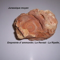 ammonite-empreinte-Revest-Ripelle.jpg