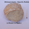 hippurite-Revest-Rigadu.jpg