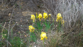 Des iris doubles jaunes