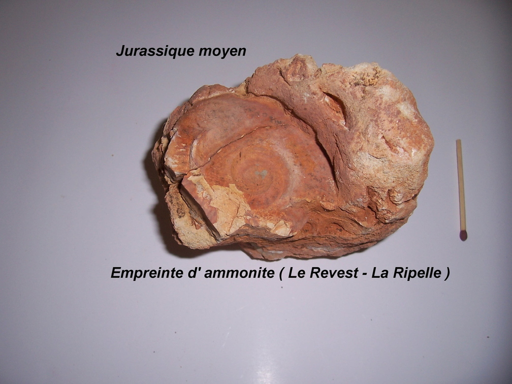 ammonite-empreinte-Revest-Ripelle.jpg
