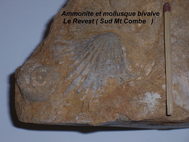 Ammonite et bivalve - Revest - Sud Mont Combe