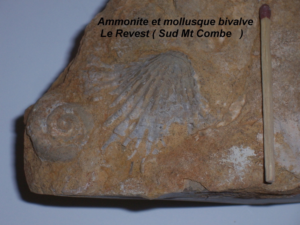 ammonite-et-bivalve-Revest-Sud-Mt-Combe.jpg