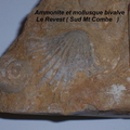 ammonite-et-bivalve-Revest-Sud-Mt-Combe.jpg