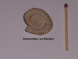 Ammonite Le Revest