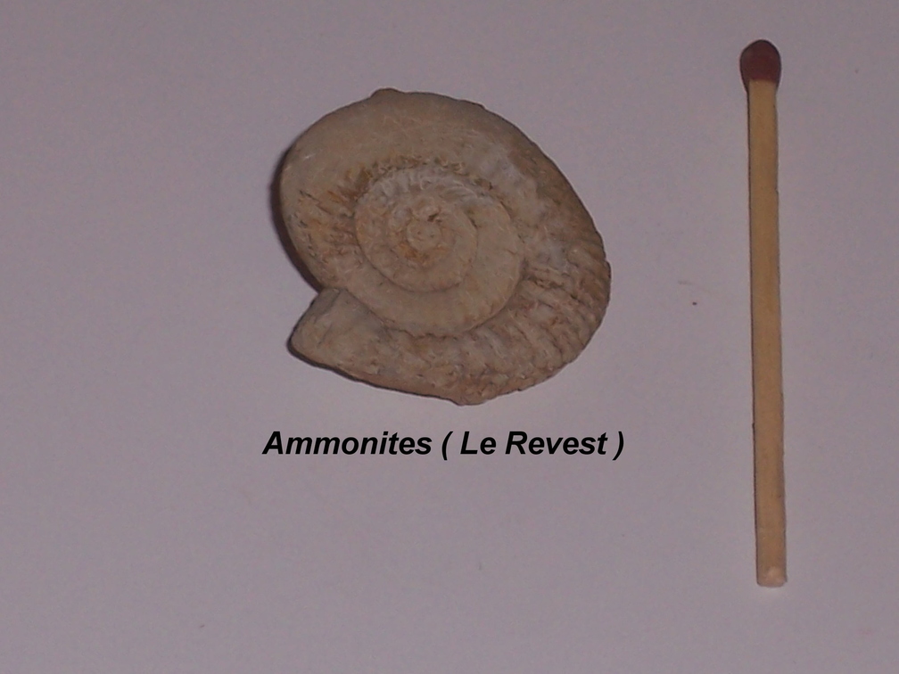 ammonite-Le-Revest.jpg
