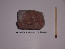 Ammonite Revest La Ripelle