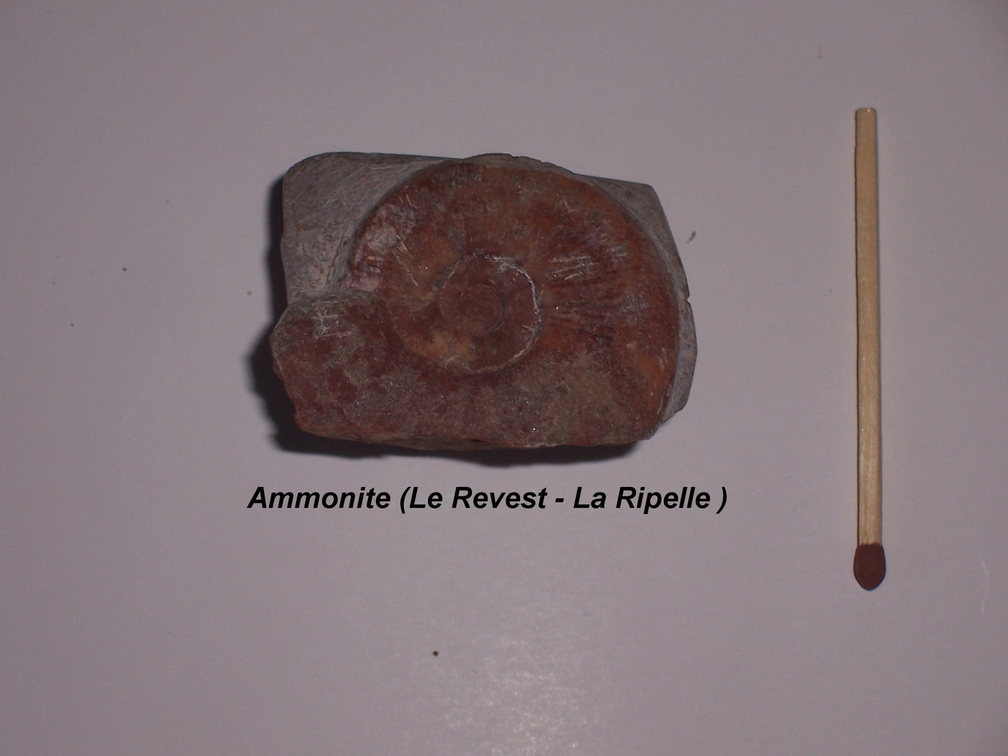 ammonite-Revest-Ripelle.jpg