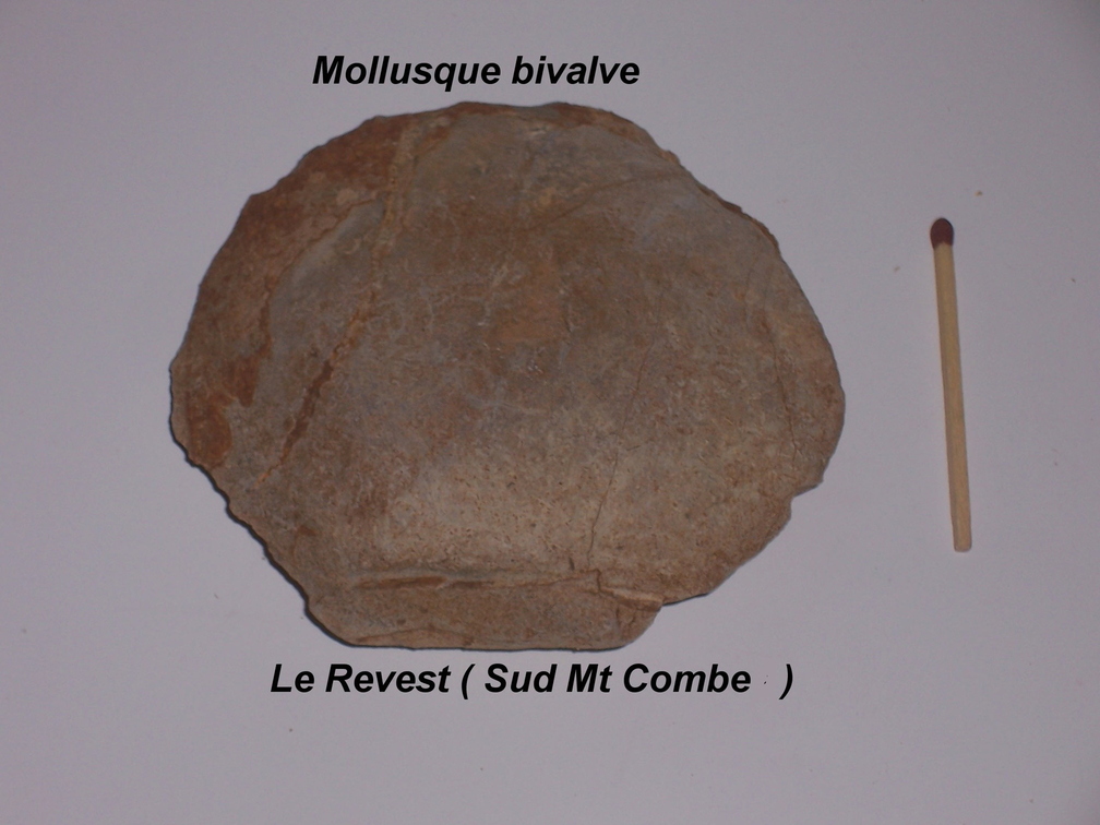 bivalve-Le-Revest-Mont-Combe2.jpg