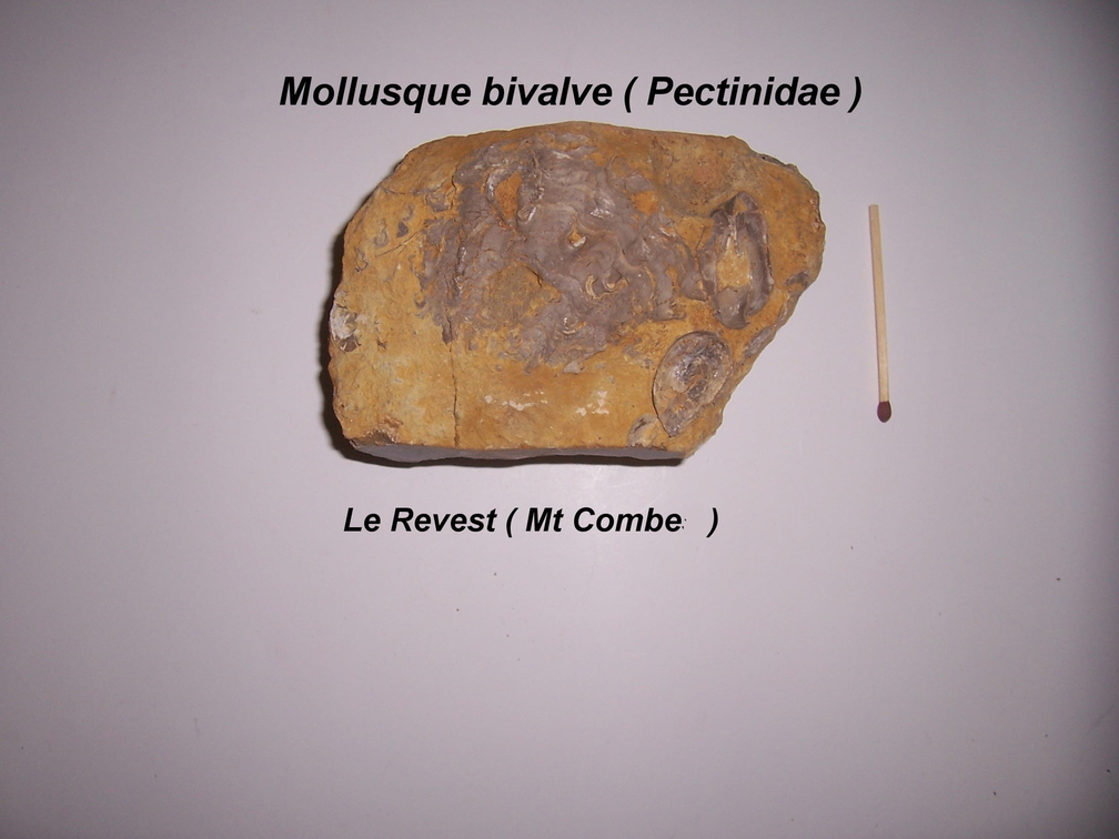 pectinidae-Revest-MtCombe.jpg