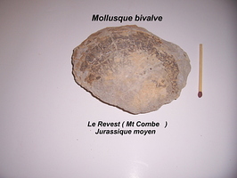 Mollusque bivalve Le Revest Mont Combe