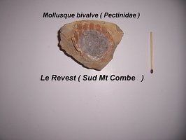 Pectinidae Bivalve Le Revest Sud Mont Combe