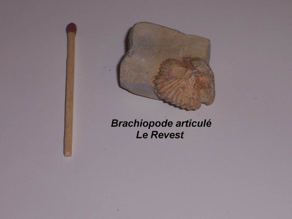 brachiopode-articule-Le-Revest.jpg