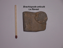 Brachiopode articulé Le Revest