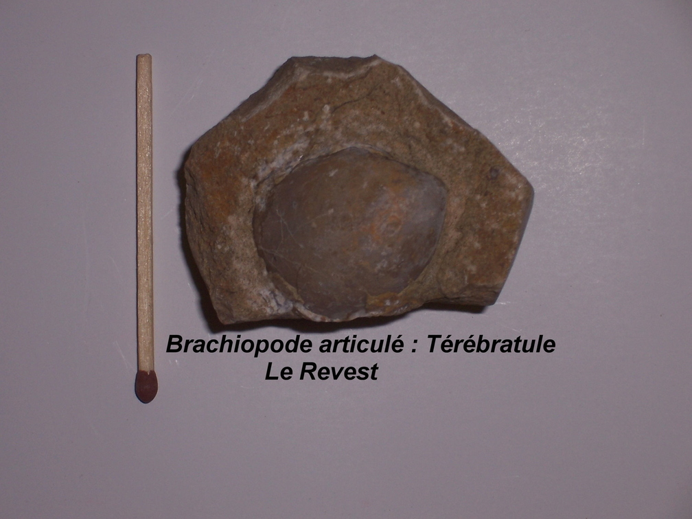 brachiopode-terebratule-Revest.jpg