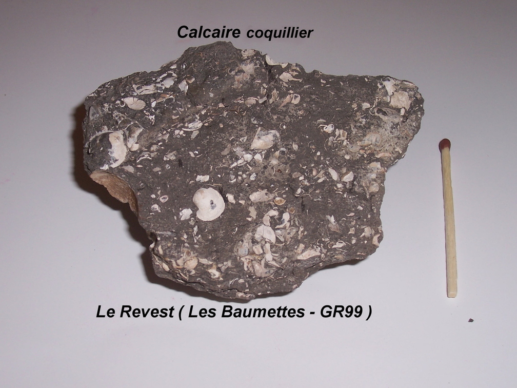 calcaire-coquiller-Revest-Baumettes.jpg