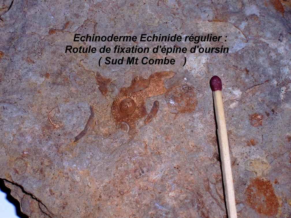 echinoderme-Le-Revest-Sud-Mont-Combe.jpg