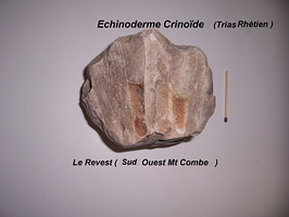 Échinoderme crinoïde Sud-Ouest Mont Combe