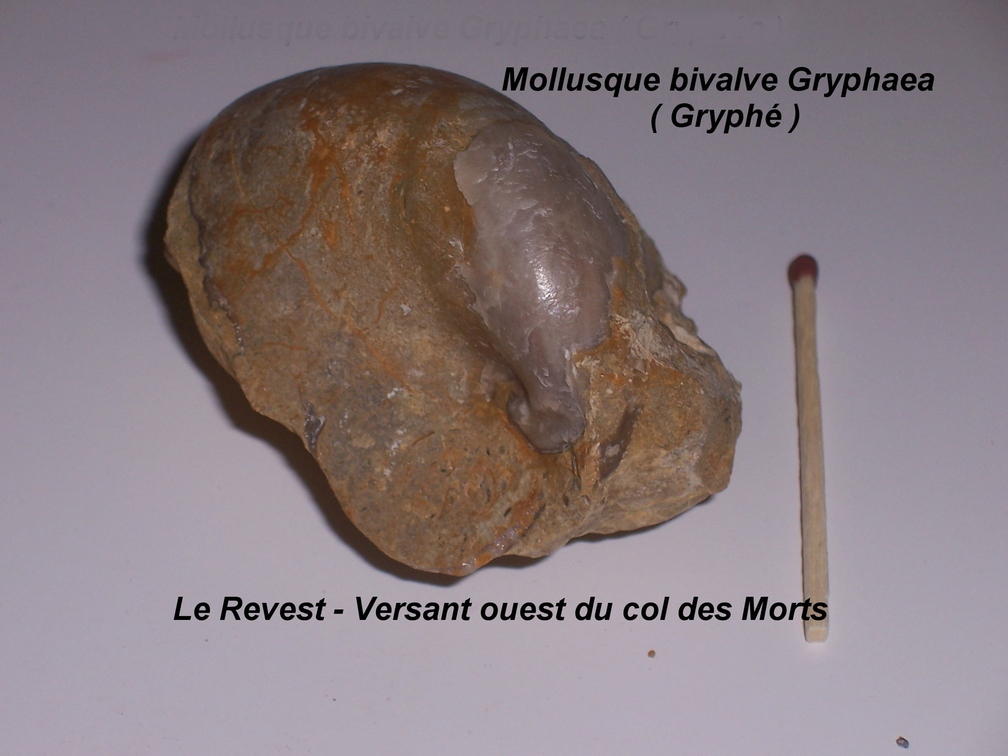 gryphaea-LeRevest-col-des-morts.jpg