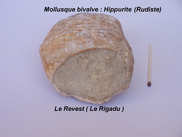 Hippurite Revest Rigadu