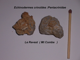 Pentacrinidae Revest Mont Combes