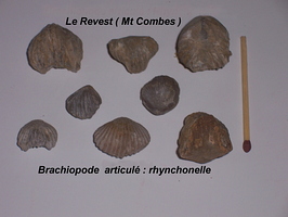Rhynchonelles Revest Mont-Combes