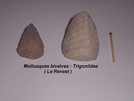trigoniidae-Revest