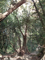 Forêt vierge