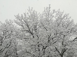 L'arbre sous la neige à Fontanieu