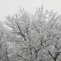 arbre-neige-fontanieu.jpg