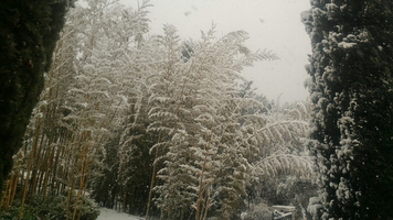 Les bambous dans la tempête de neige