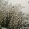 bambous-neige.jpg