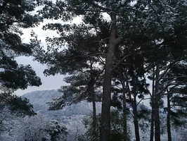 Le Faron enneigé à travers les pins de Fontanieu