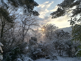 Le soleil levant dans les pins enneigés à Fontanieu