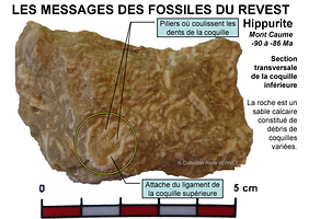 fossiles-pierre-laville-9