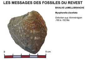 fossiles-pierre-laville-13