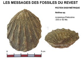 fossiles-pierre-laville-14