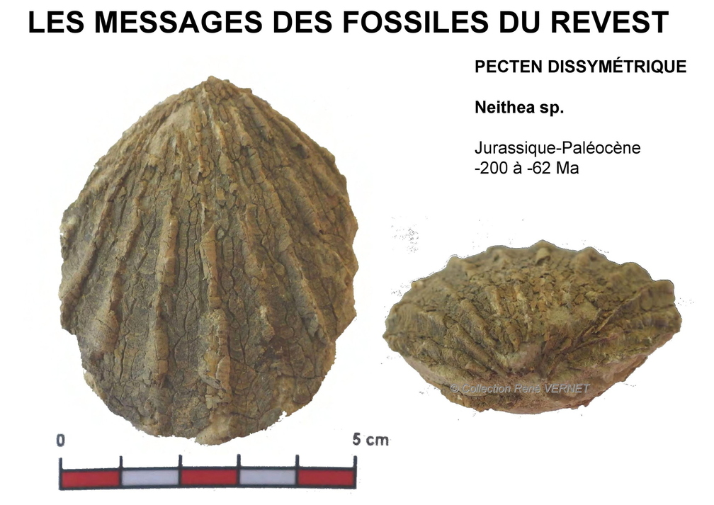 fossiles-pierre-laville-14.jpg