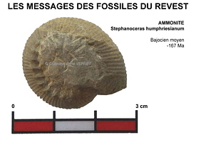 fossiles-pierre-laville-16