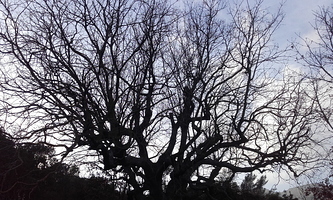 Le chêne des Olivières