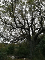 Le chêne des Olivières
